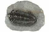 Large, Coltraneia Trilobite Fossil - Huge Faceted Eyes #197130-3
